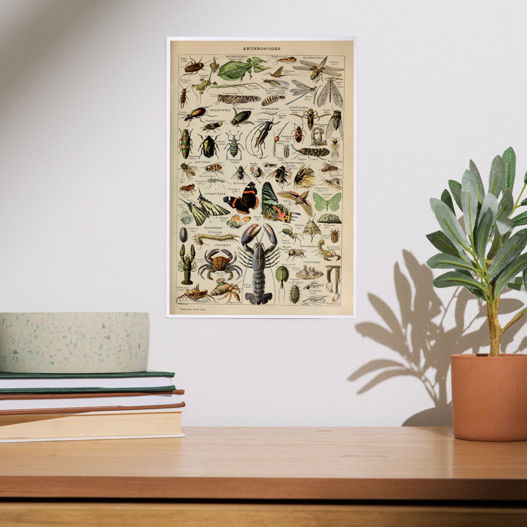 Insects, Vintage Bookplate, Adolphe Millot Artwork, Art & Giclee Prints - Lantern Press