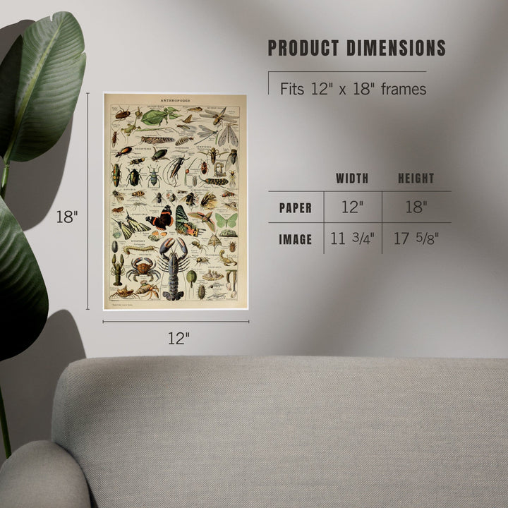 Insects, Vintage Bookplate, Adolphe Millot Artwork, Art & Giclee Prints - Lantern Press