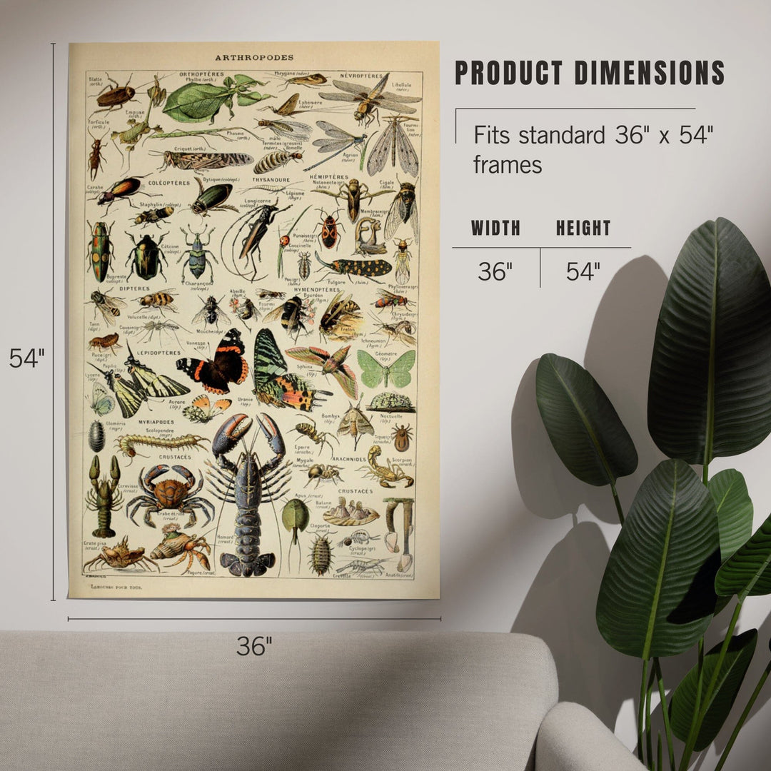Insects, Vintage Bookplate, Adolphe Millot Artwork, Art & Giclee Prints - Lantern Press