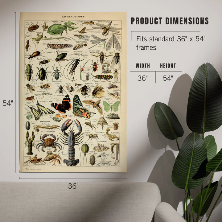 Insects, Vintage Bookplate, Adolphe Millot Artwork, Art & Giclee Prints - Lantern Press