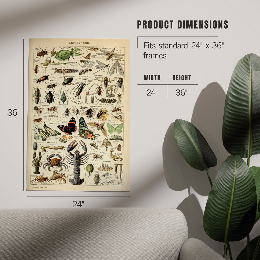Insects, Vintage Bookplate, Adolphe Millot Artwork, Art & Giclee Prints - Lantern Press
