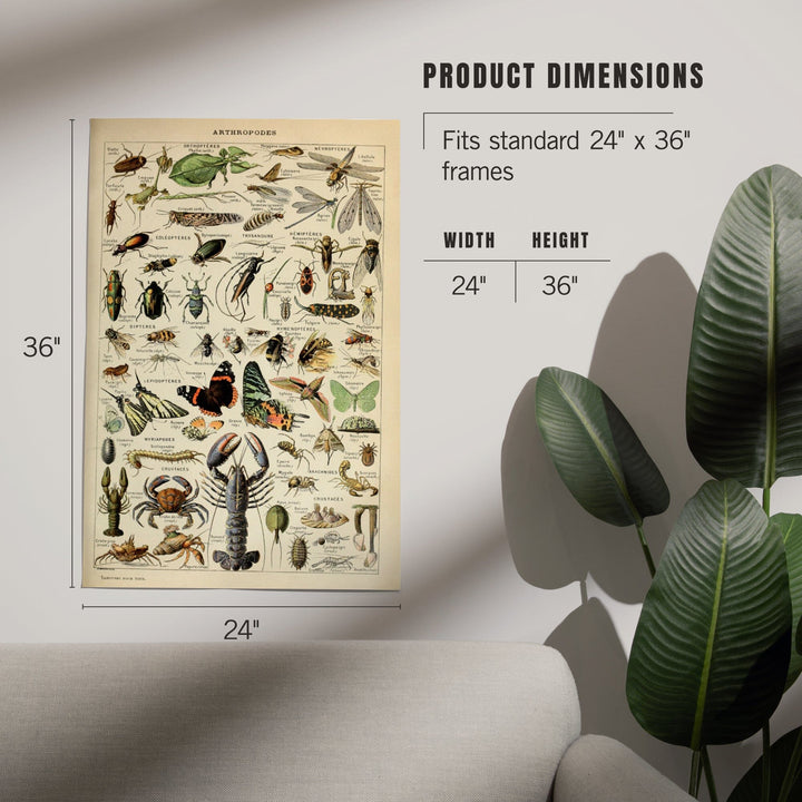 Insects, Vintage Bookplate, Adolphe Millot Artwork, Art & Giclee Prints - Lantern Press
