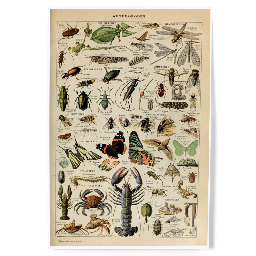 Insects, Vintage Bookplate, Adolphe Millot Artwork, Art & Giclee Prints - Lantern Press