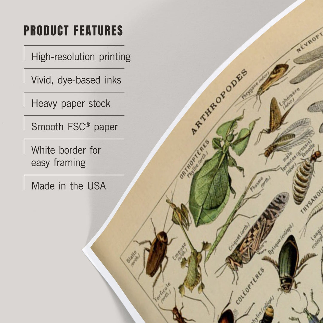 Insects, Vintage Bookplate, Adolphe Millot Artwork, Art & Giclee Prints - Lantern Press