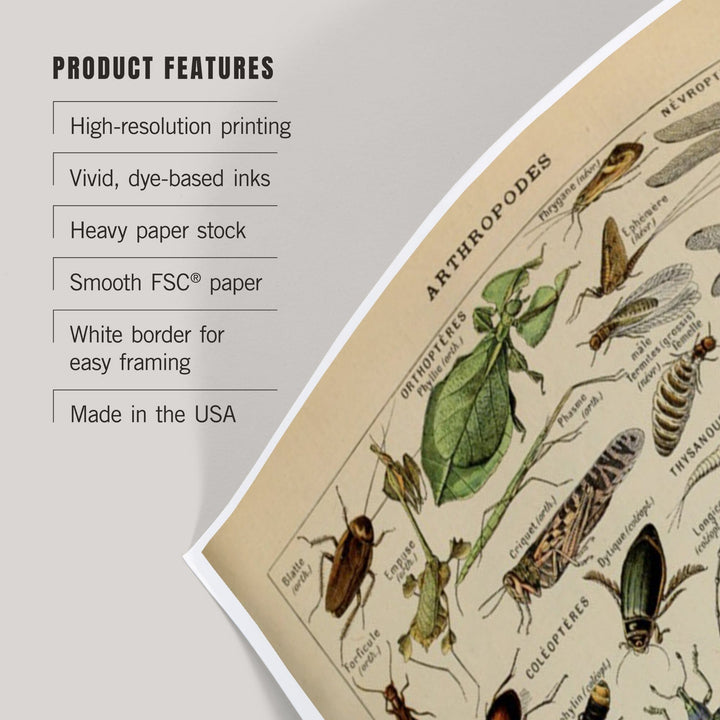 Insects, Vintage Bookplate, Adolphe Millot Artwork, Art & Giclee Prints - Lantern Press