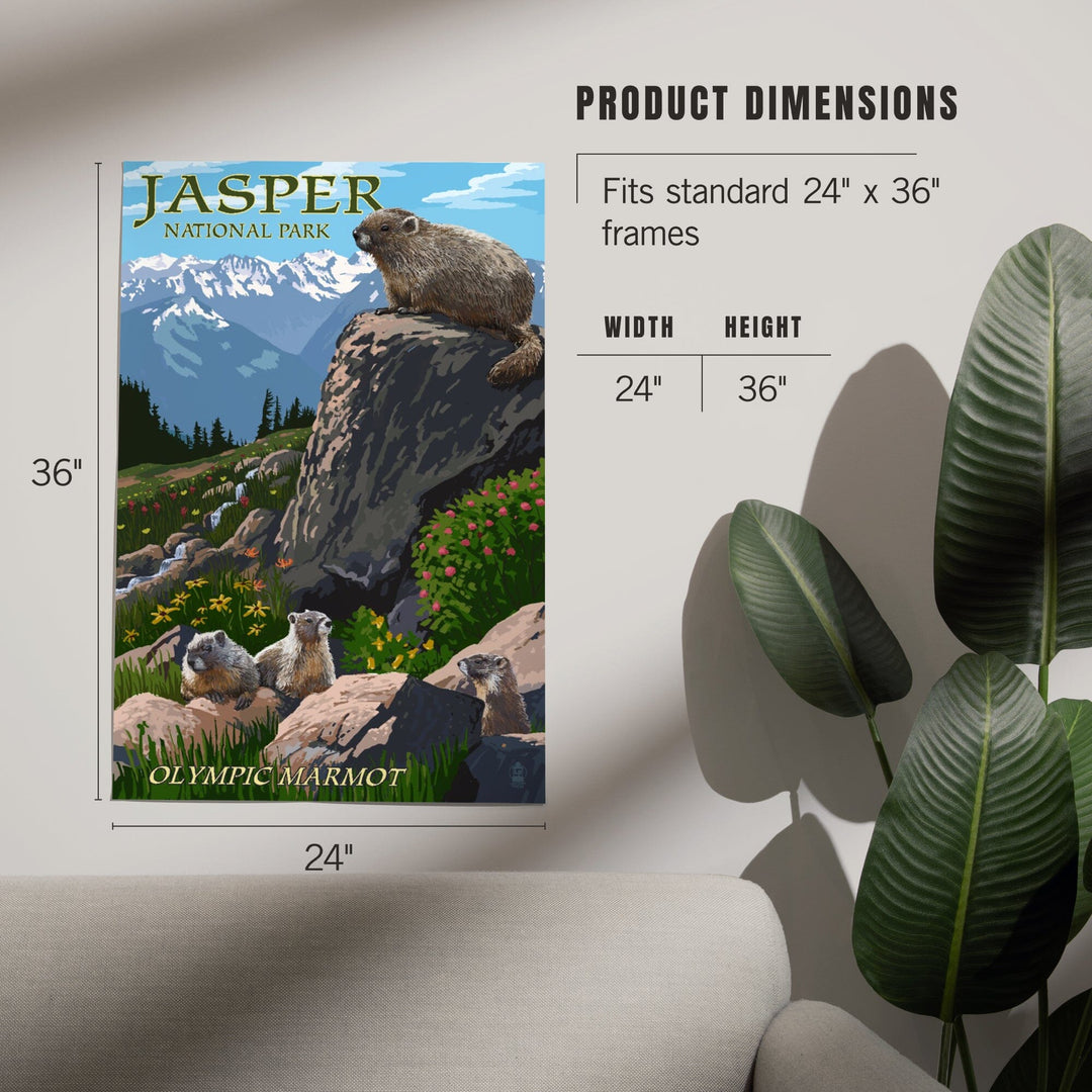 Jasper National Park, Canada, Olympic Marmots, Art & Giclee Prints - Lantern Press