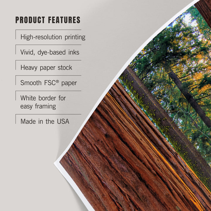 Kings Canyon National Park, California, Grants Grove, Art & Giclee Prints - Lantern Press