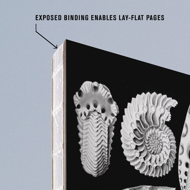 Lined 6x9 Journal, Art Forms of Nature, Ammonitida (Marine Molluscs), Ernst Haeckel Artwork, Lay Flat, 193 Pages, FSC paper Home Lantern Press