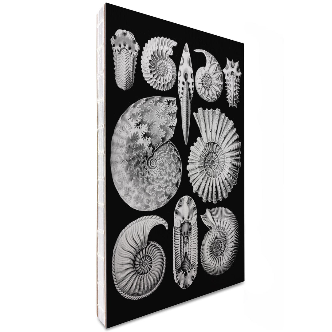 Lined 6x9 Journal, Art Forms of Nature, Ammonitida (Marine Molluscs), Ernst Haeckel Artwork, Lay Flat, 193 Pages, FSC paper Home Lantern Press