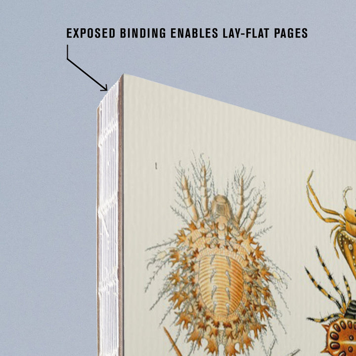 Lined 6x9 Journal, Art Forms of Nature, Arachnida (Spiders), Ernst Haeckel Artwork, Lay Flat, 193 Pages, FSC paper Home Lantern Press