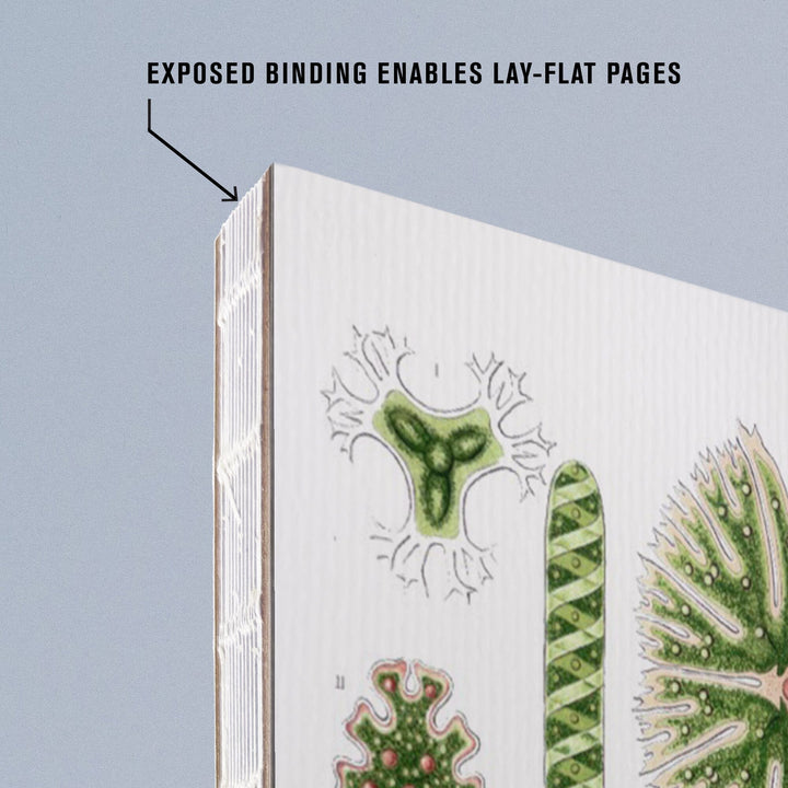 Lined 6x9 Journal, Art Forms of Nature, Desmidiea (Algae), Ernst Haeckel Artwork, Lay Flat, 193 Pages, FSC paper Home Lantern Press