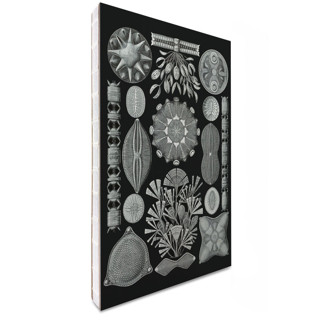 Lined 6x9 Journal, Art Forms of Nature, Diatomea, Ernst Haeckel Artwork, Lay Flat, 193 Pages, FSC paper Home Lantern Press
