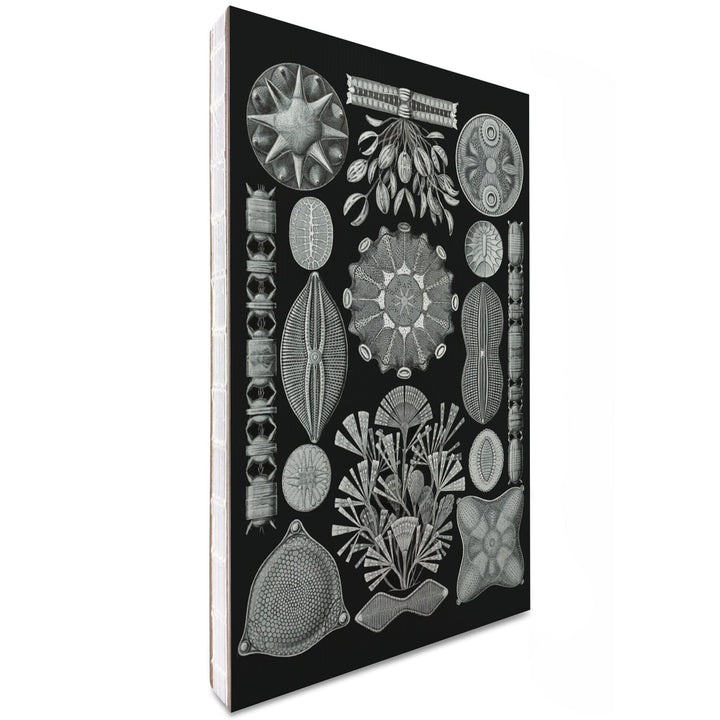 Lined 6x9 Journal, Art Forms of Nature, Diatomea, Ernst Haeckel Artwork, Lay Flat, 193 Pages, FSC paper Home Lantern Press