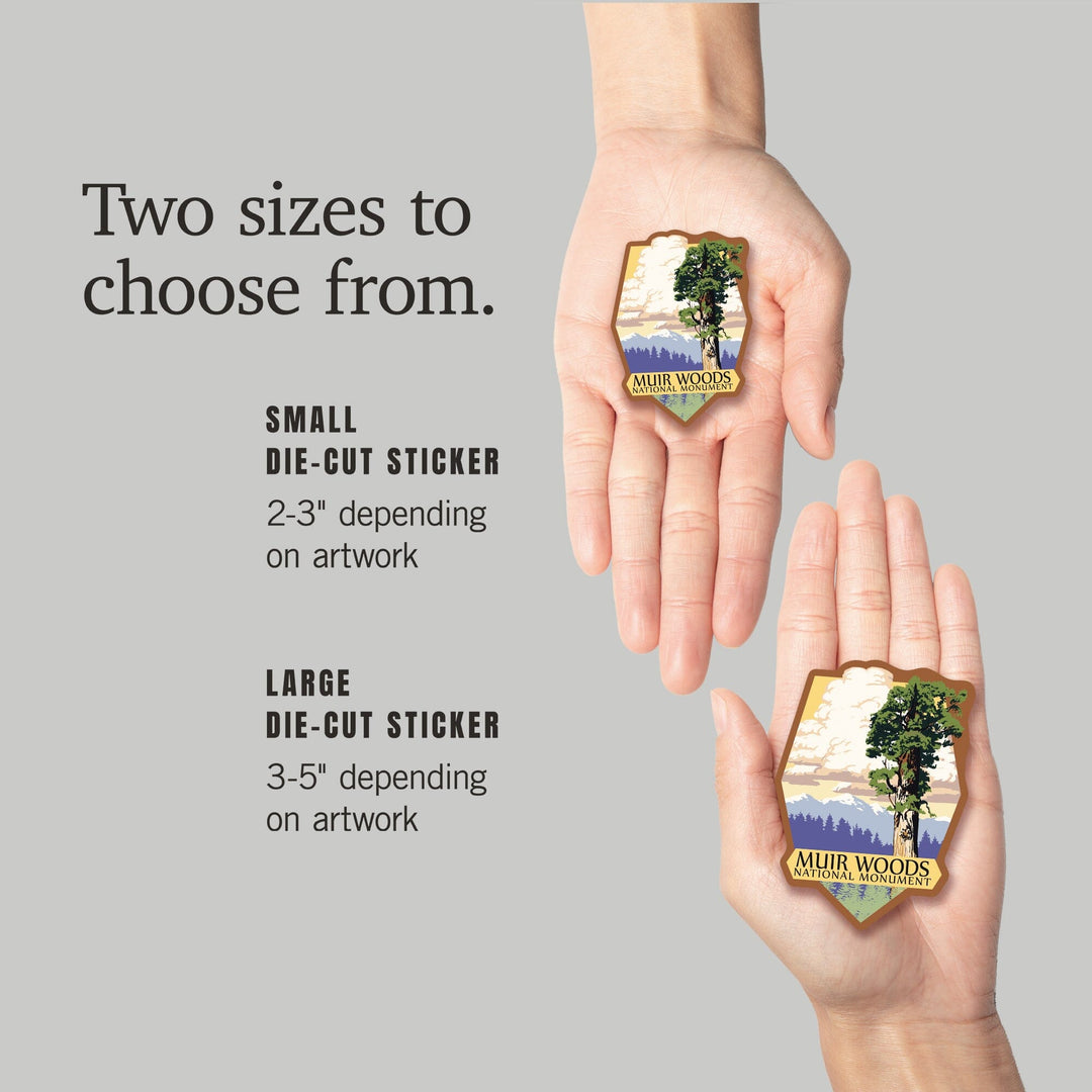 Muir Woods National Monument, California, Towering Redwood, Contour, Vinyl Sticker Sticker Lantern Press