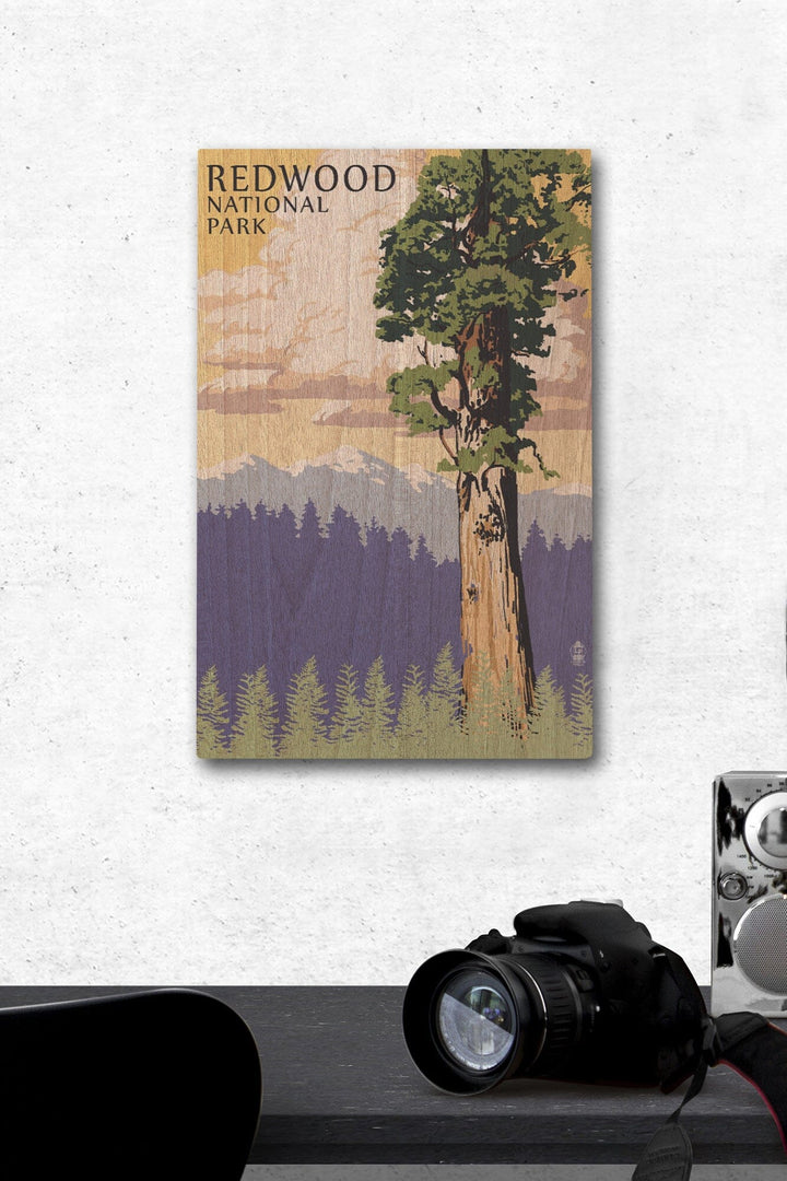 Redwood National Park, California, Towering Redwood, Lantern Press Artwork, Wood Signs and Postcards Wood Lantern Press 12 x 18 Wood Gallery Print