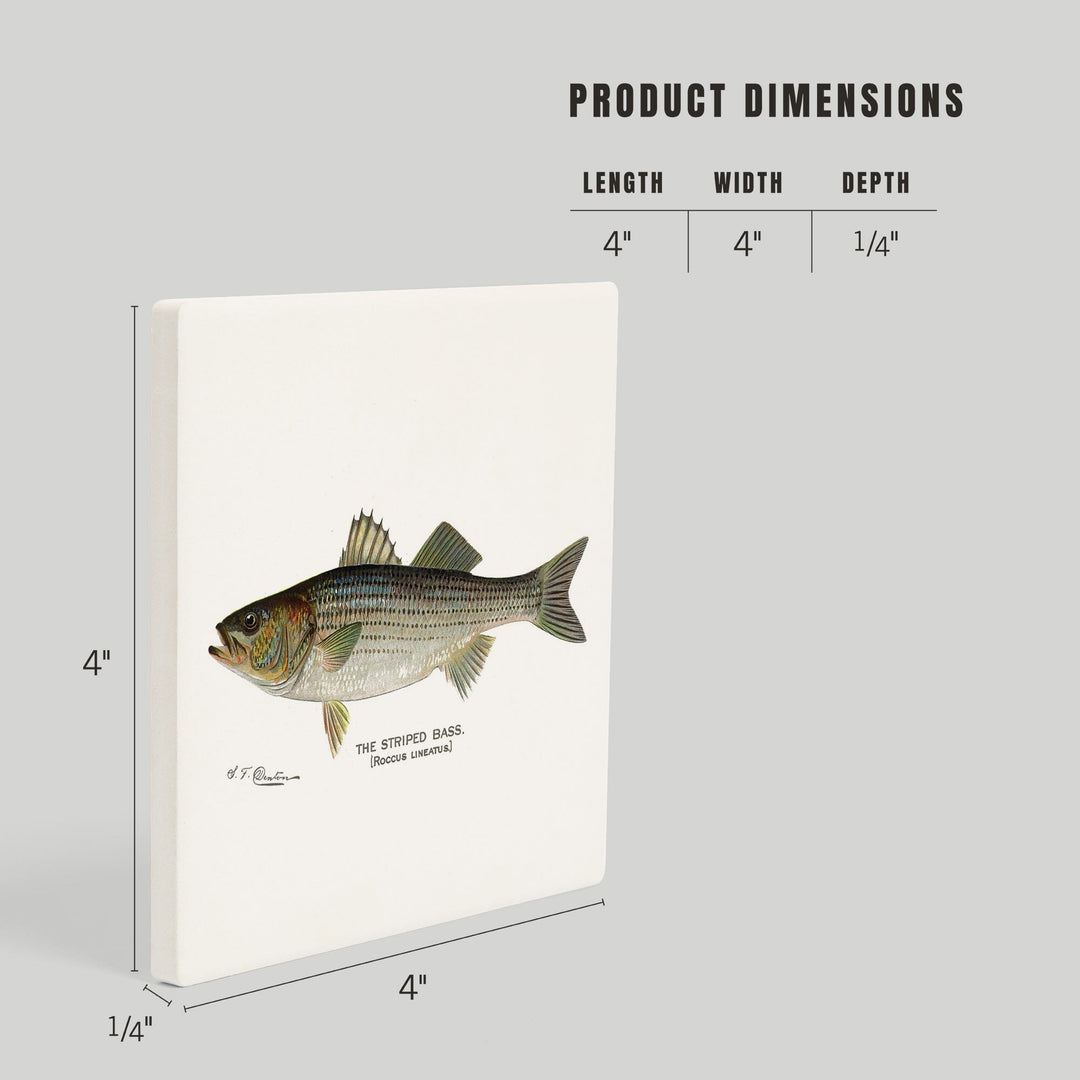 Striped Bass, Denton Fish Print, Coasters Coasters Lantern Press
