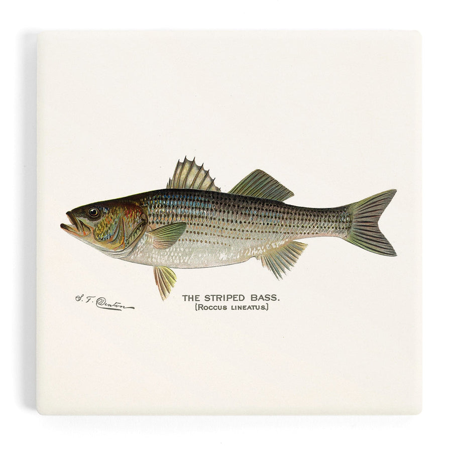 Striped Bass, Denton Fish Print, Coasters Coasters Lantern Press
