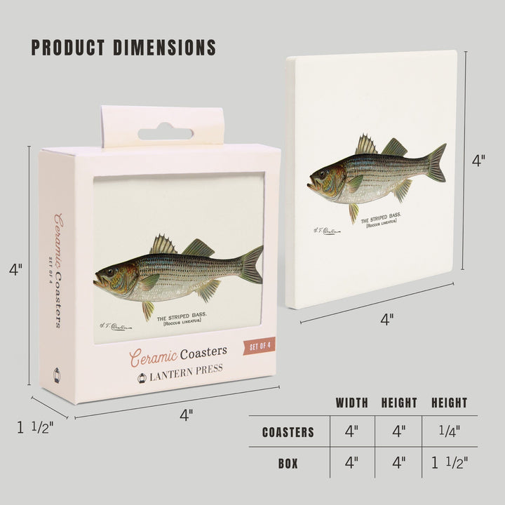 Striped Bass, Denton Fish Print, Coasters Coasters Lantern Press