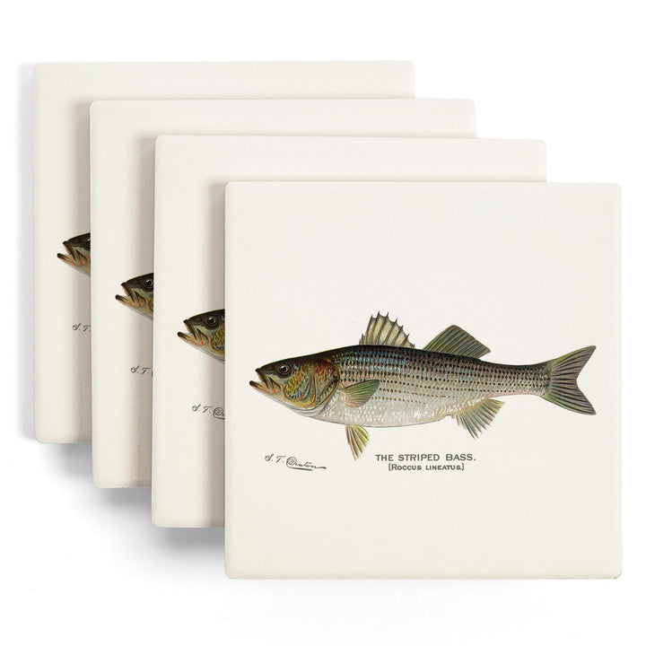Striped Bass, Denton Fish Print, Coasters Coasters Lantern Press