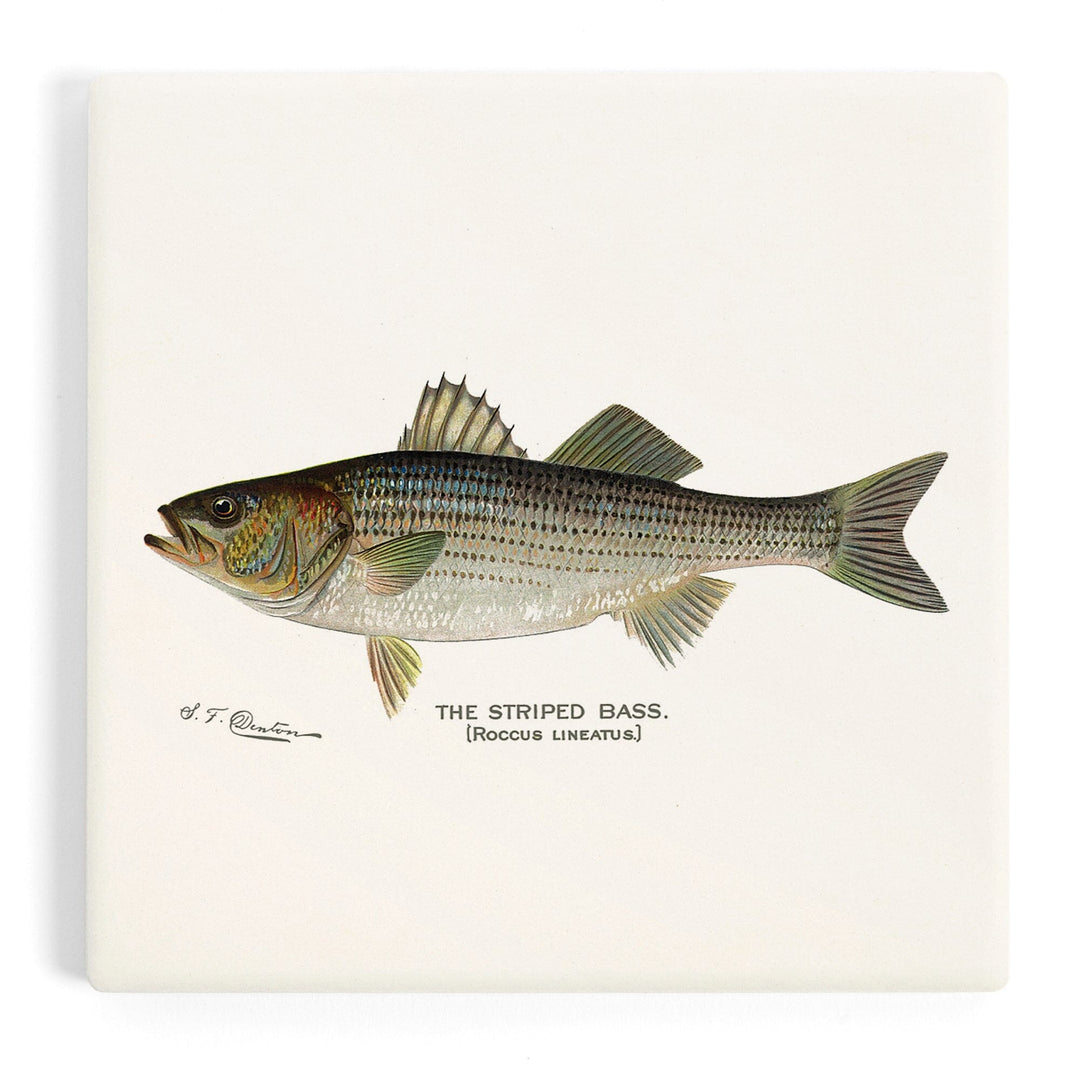 Striped Bass, Denton Fish Print, Coasters Coasters Lantern Press Coaster
