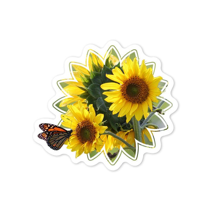 Sunflowers, Butterfly, Contour, Photography, Vinyl Sticker Sticker Lantern Press