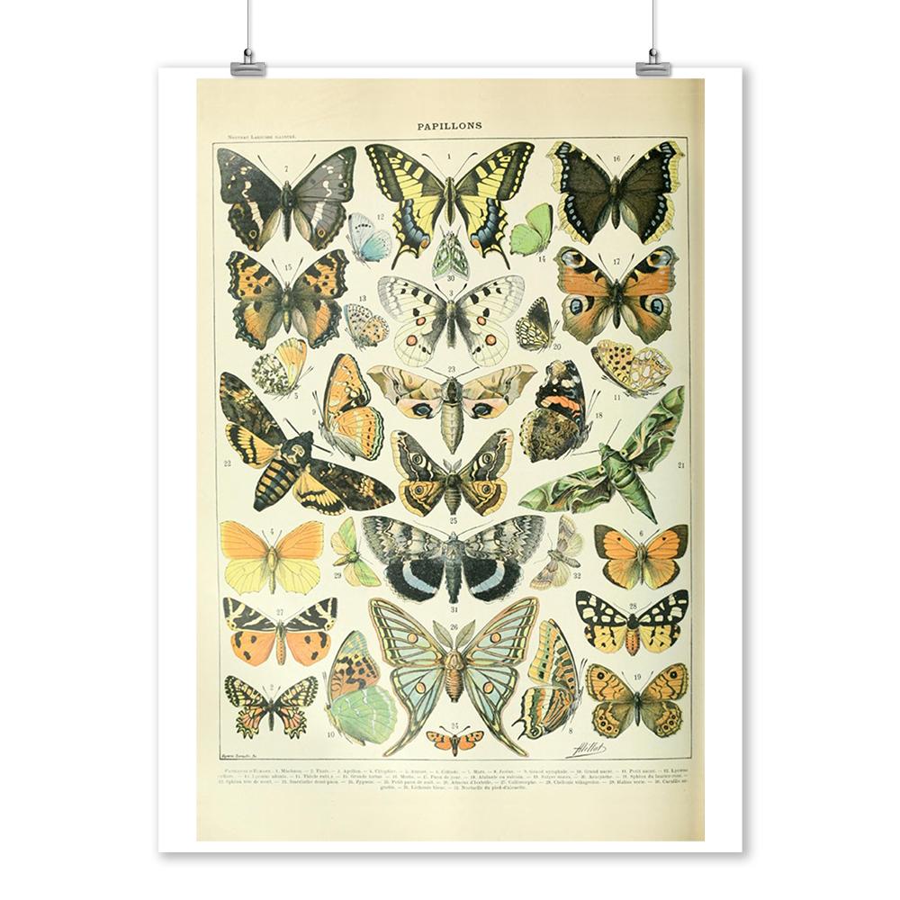 Butterflies - A - Vintage Bookplate - Adolphe Millot Artwork (16x24 Giclee Gallery Print, Wall Decor Travel Poster), Size: 16 x 24