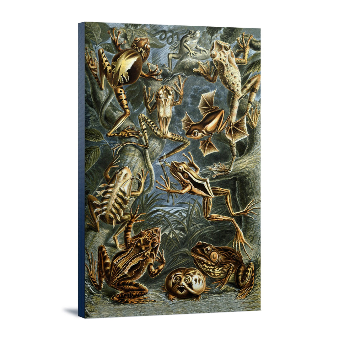 Ernst Haeckel, Batrachia, Lantern Press Artwork, Stretched Canvas - Lantern Press