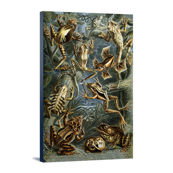 Ernst Haeckel, Batrachia, Lantern Press Artwork, Stretched Canvas - Lantern Press