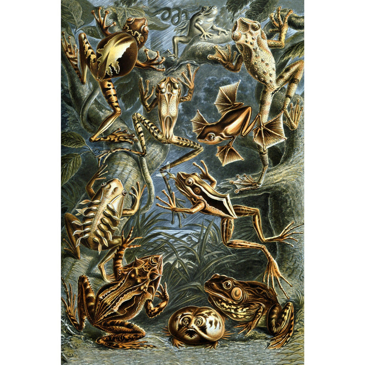 Ernst Haeckel, Batrachia, Lantern Press Artwork, Stretched Canvas - Lantern Press