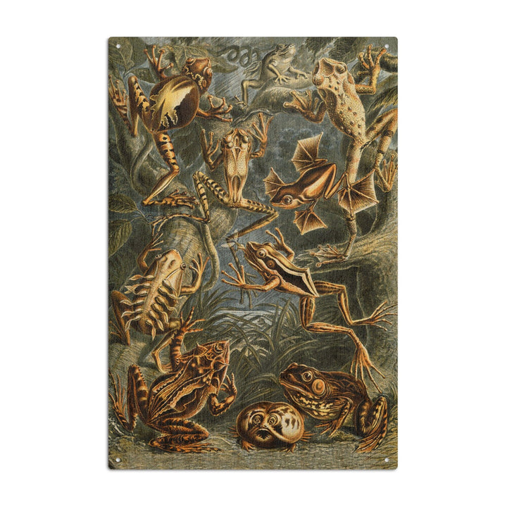 Ernst Haeckel, Batrachia, Lantern Press Artwork, Wood Signs and Postcards - Lantern Press