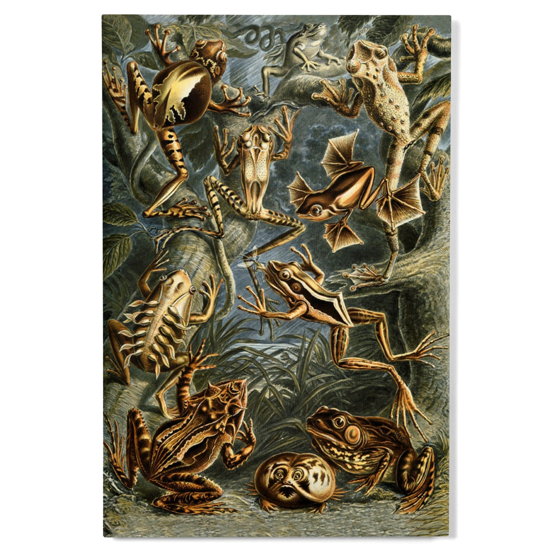 Ernst Haeckel, Batrachia, Lantern Press Artwork, Wood Signs and Postcards - Lantern Press