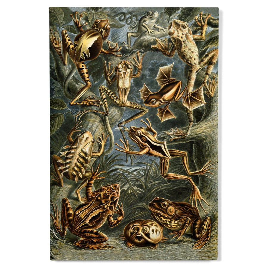 Ernst Haeckel, Batrachia, Lantern Press Artwork, Wood Signs and Postcards - Lantern Press