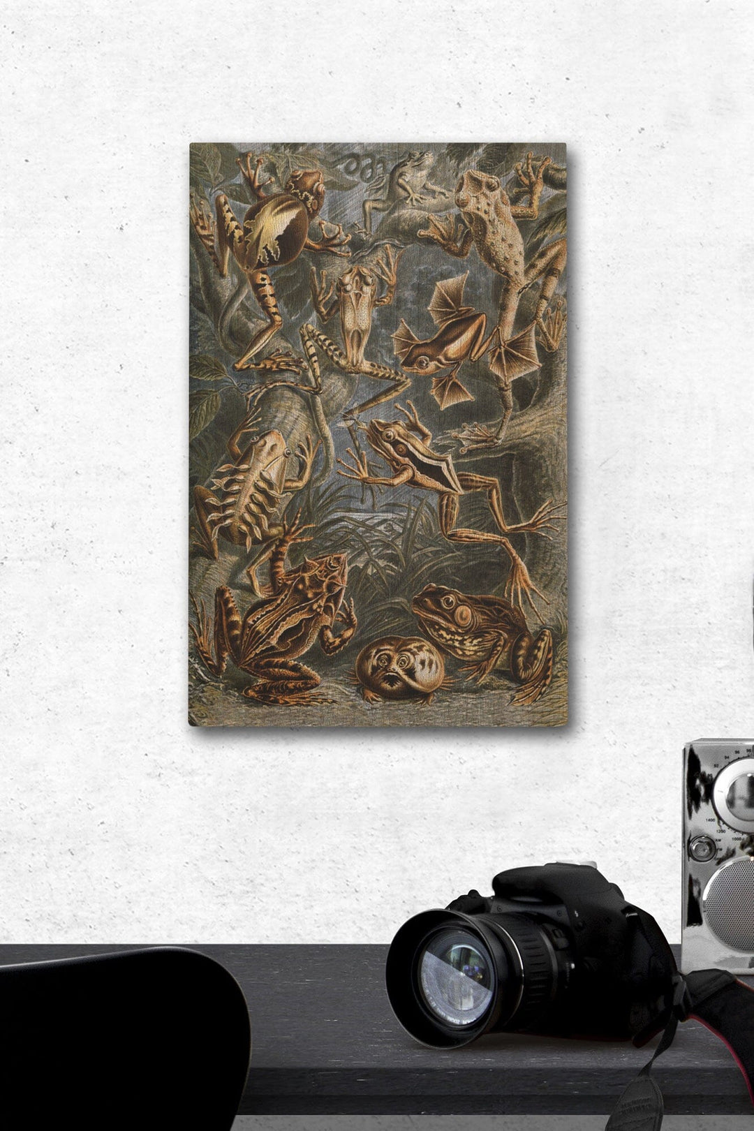 Ernst Haeckel, Batrachia, Lantern Press Artwork, Wood Signs and Postcards - Lantern Press
