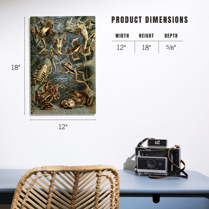 Ernst Haeckel, Batrachia, Lantern Press Artwork, Wood Signs and Postcards - Lantern Press