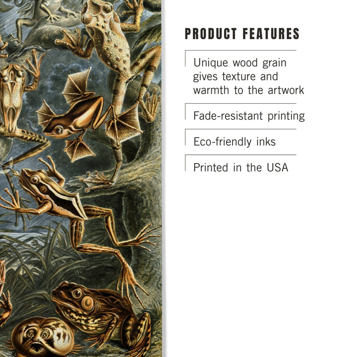 Ernst Haeckel, Batrachia, Lantern Press Artwork, Wood Signs and Postcards - Lantern Press