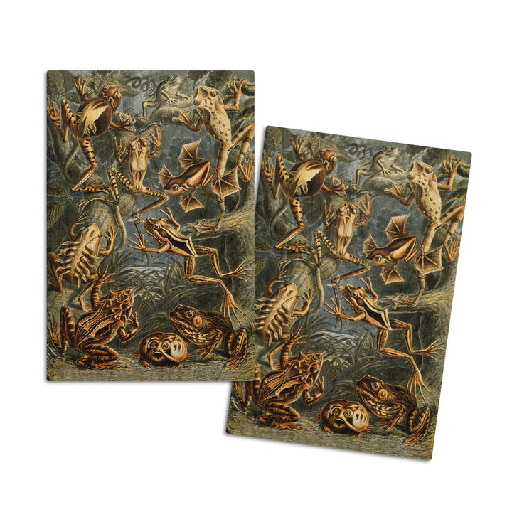 Ernst Haeckel, Batrachia, Lantern Press Artwork, Wood Signs and Postcards - Lantern Press