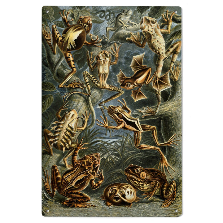 Ernst Haeckel, Batrachia, Lantern Press Artwork, Wood Signs and Postcards - Lantern Press