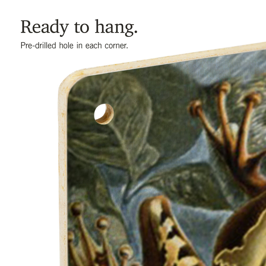 Ernst Haeckel, Batrachia, Lantern Press Artwork, Wood Signs and Postcards - Lantern Press