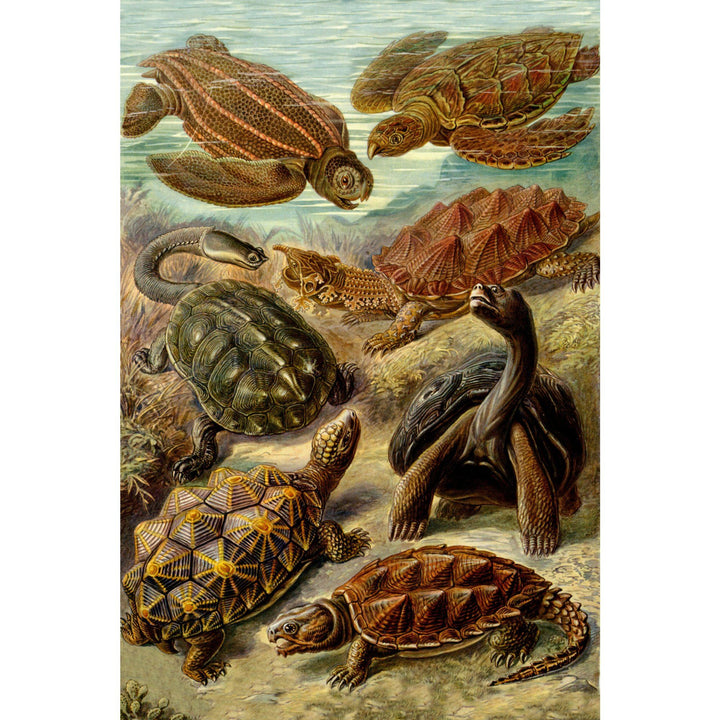 Ernst Haeckel, Chelonia, Lantern Press Artwork, Stretched Canvas - Lantern Press