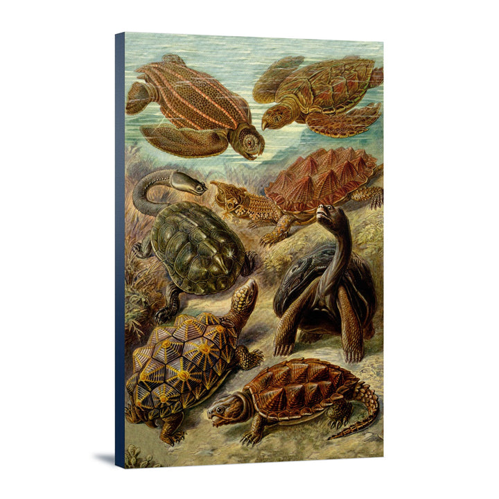 Ernst Haeckel, Chelonia, Lantern Press Artwork, Stretched Canvas - Lantern Press