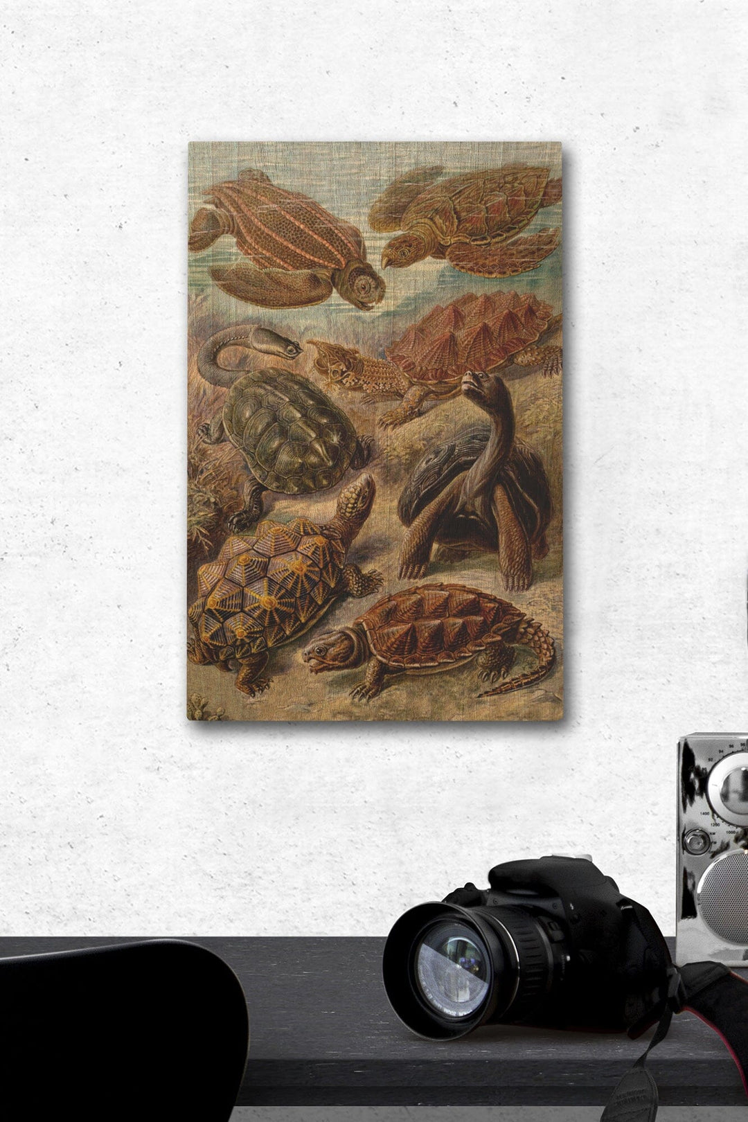 Ernst Haeckel, Chelonia, Lantern Press Artwork, Wood Signs and Postcards - Lantern Press