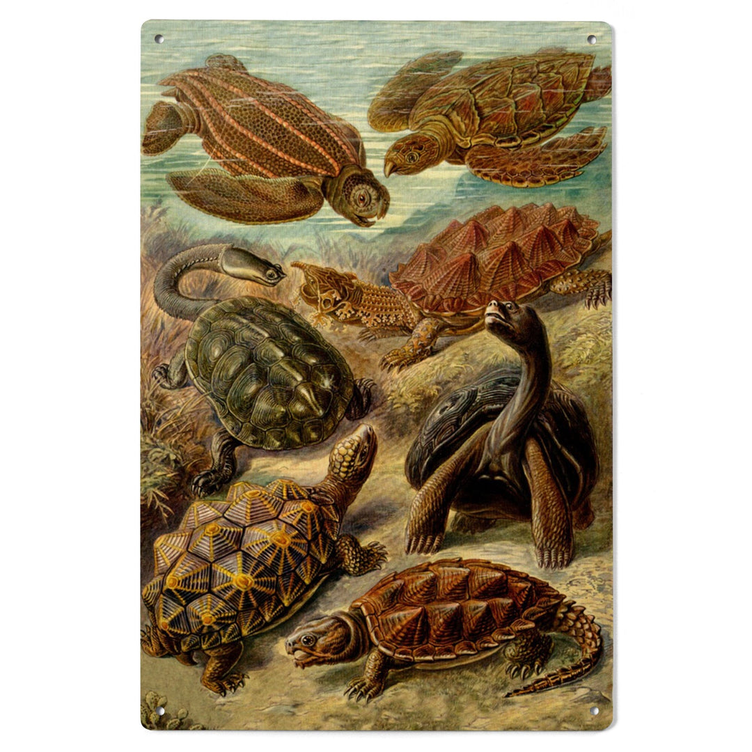 Ernst Haeckel, Chelonia, Lantern Press Artwork, Wood Signs and Postcards - Lantern Press