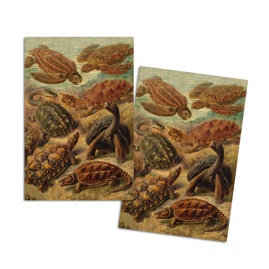 Ernst Haeckel, Chelonia, Lantern Press Artwork, Wood Signs and Postcards - Lantern Press