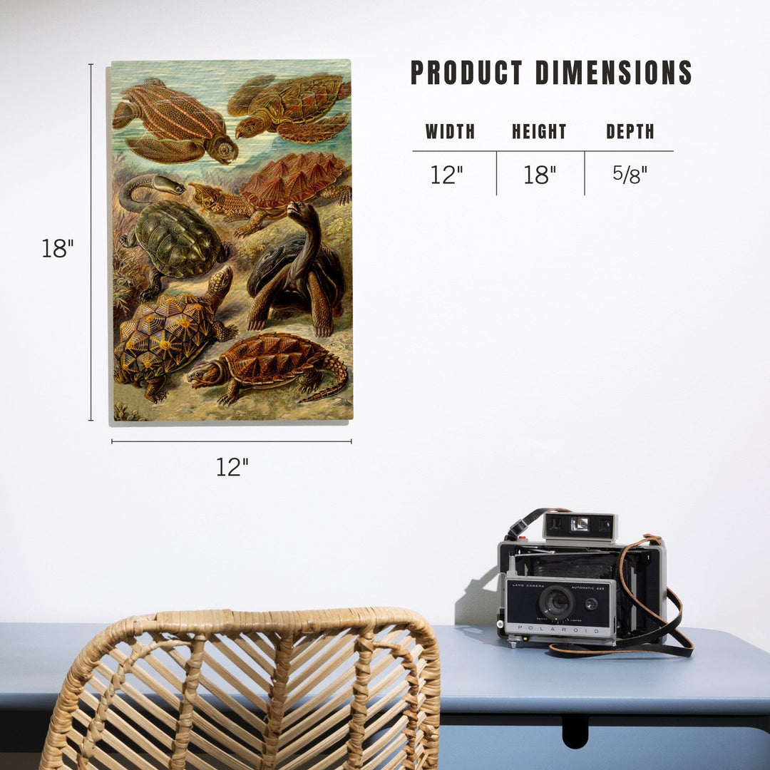 Ernst Haeckel, Chelonia, Lantern Press Artwork, Wood Signs and Postcards - Lantern Press