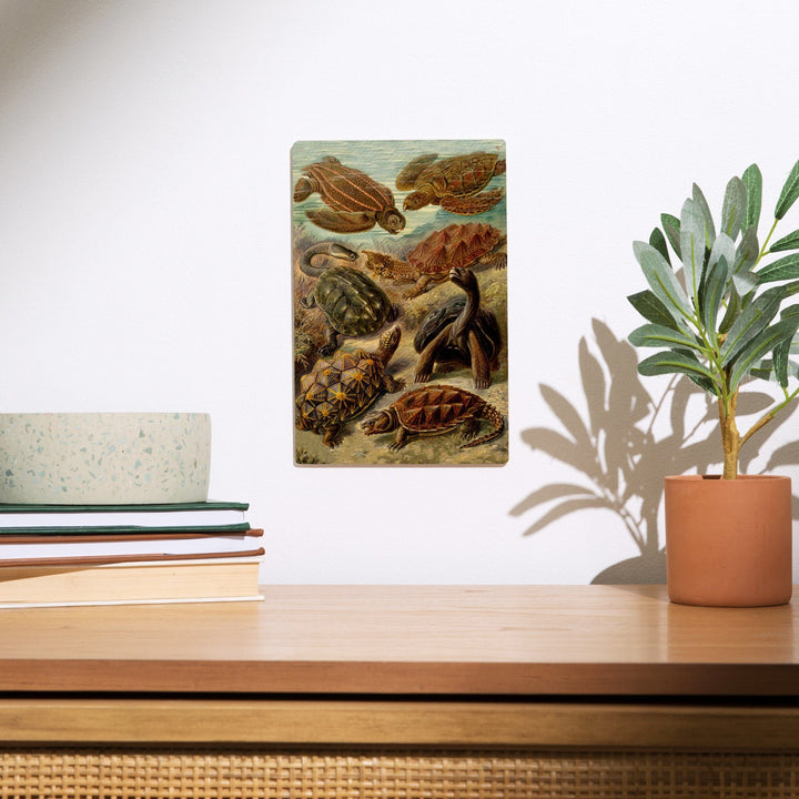 Ernst Haeckel, Chelonia, Lantern Press Artwork, Wood Signs and Postcards - Lantern Press