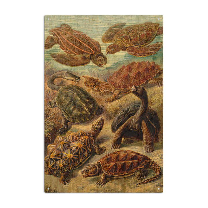 Ernst Haeckel, Chelonia, Lantern Press Artwork, Wood Signs and Postcards - Lantern Press