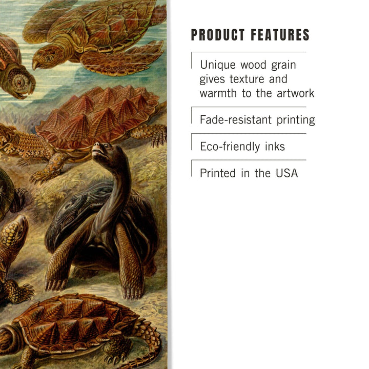 Ernst Haeckel, Chelonia, Lantern Press Artwork, Wood Signs and Postcards - Lantern Press