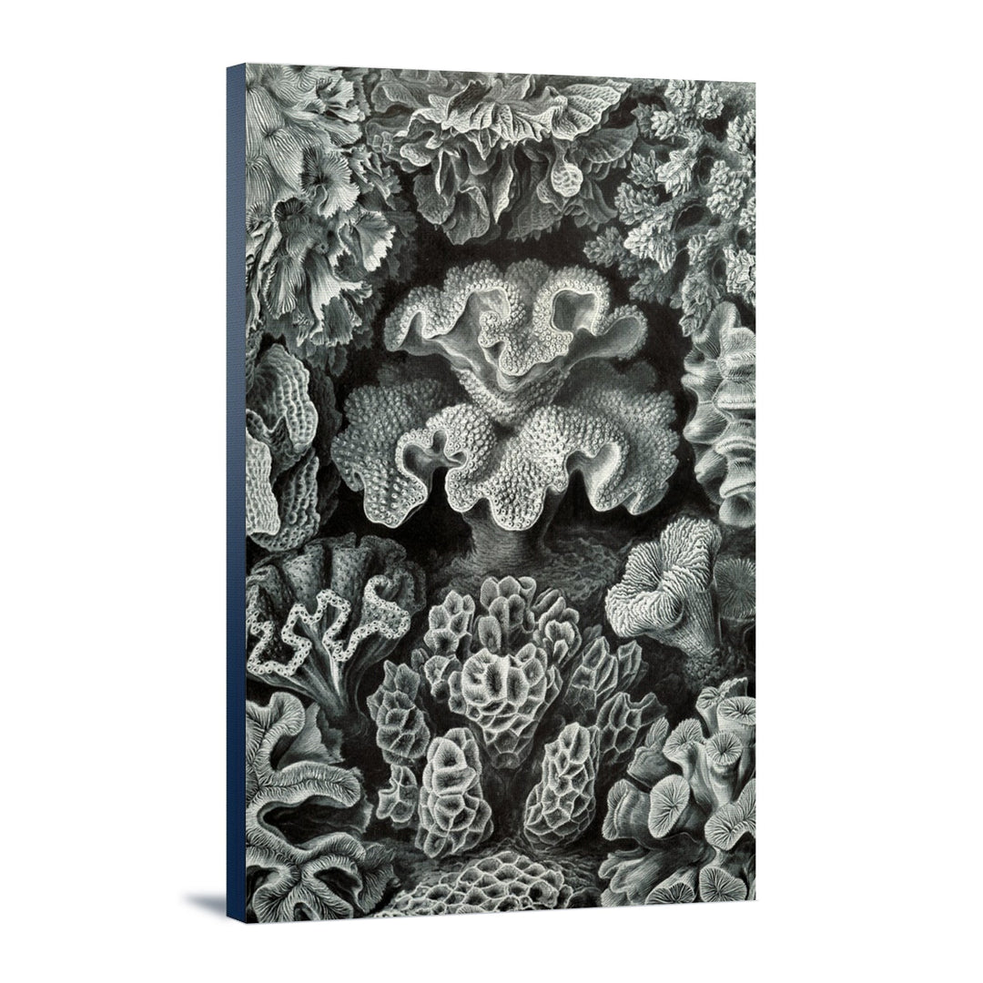 Ernst Haeckel, Hexacoralla, Lantern Press Artwork, Stretched Canvas - Lantern Press
