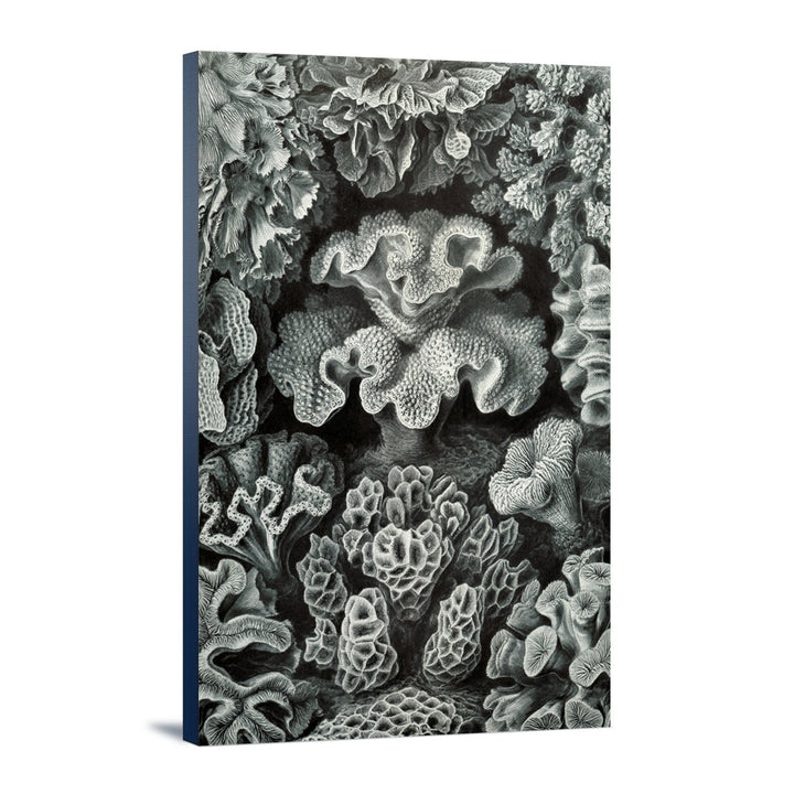 Ernst Haeckel, Hexacoralla, Lantern Press Artwork, Stretched Canvas - Lantern Press