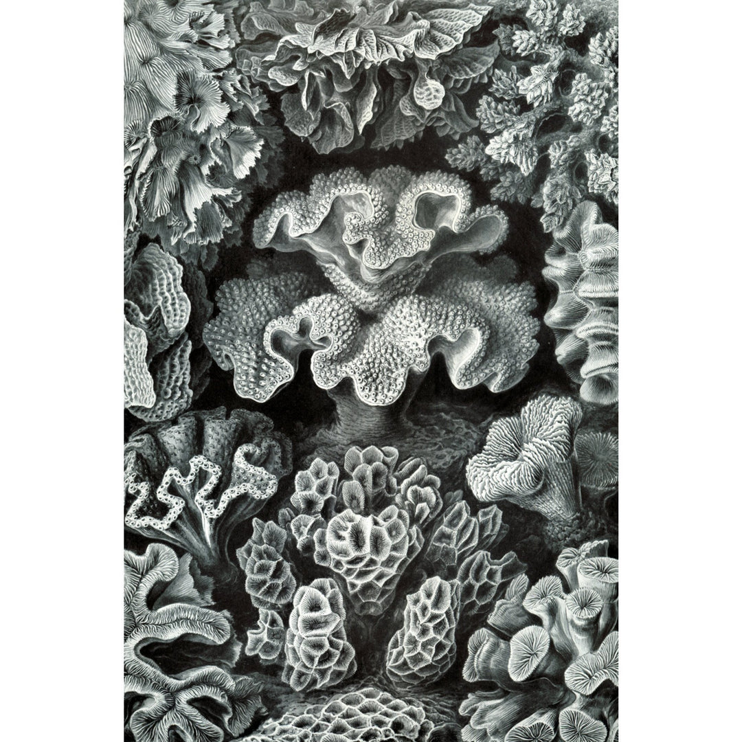 Ernst Haeckel, Hexacoralla, Lantern Press Artwork, Stretched Canvas - Lantern Press